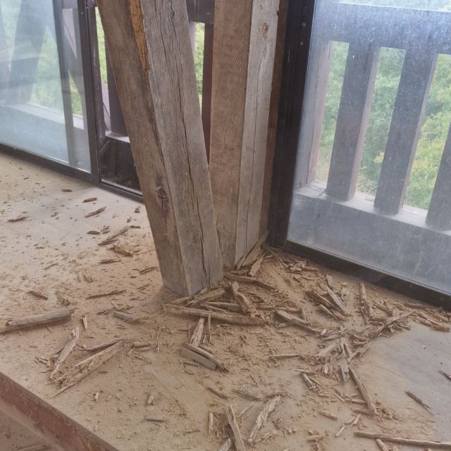 lot dératisation bois attaqué par les termites